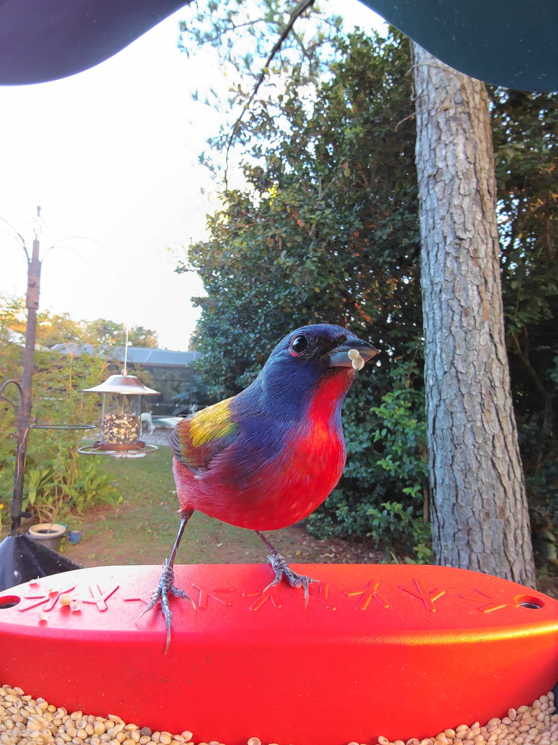 Painted Bunting - A multicolored masterpiece of the bird world!